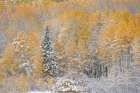 USA, Colorado, Gunnison National Forest. Snow-covered forest in autumn. Art Print